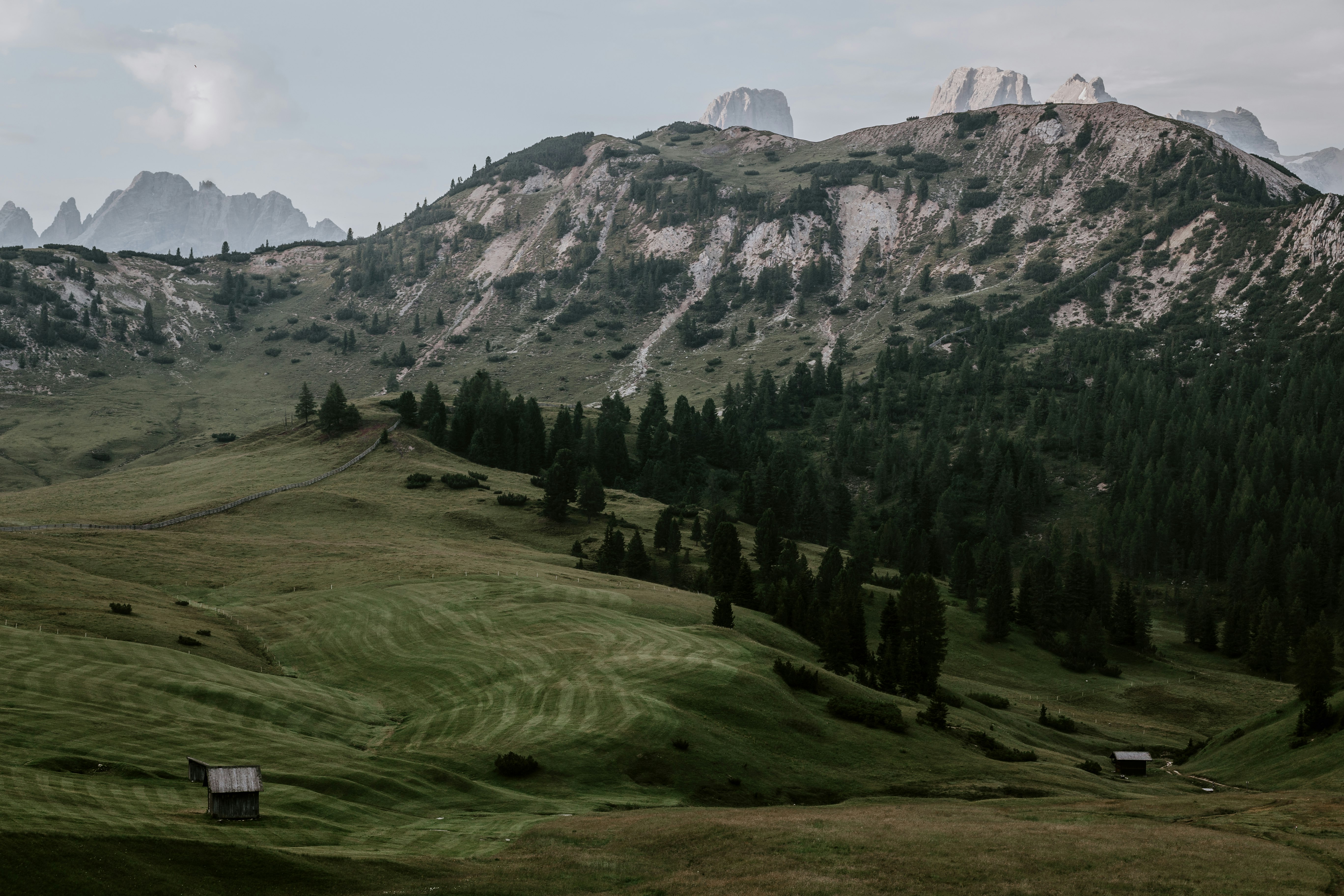 trees beside mountain